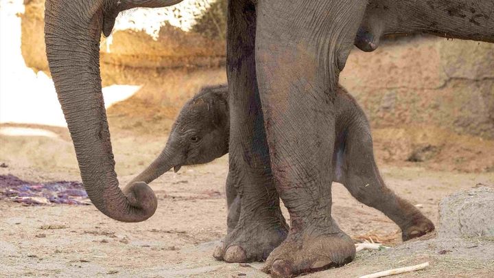 Una cría de elefante de Sumatra con su madre