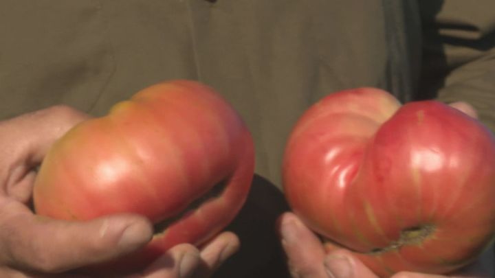 Preocupación en la huerta por las altas temperaturas de este verano: "Con tanta ola de calor ha bajado la producción"