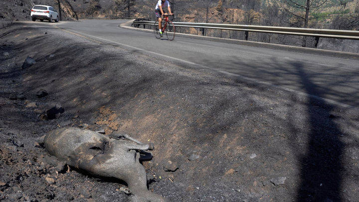 Un ciclista pasa junto a un corzo abrasado por el fuego en la cuneta de una de las carreteras afectadas por el incendio de Burgohondo en el entorno del Valle de Iruelas (Ávila)