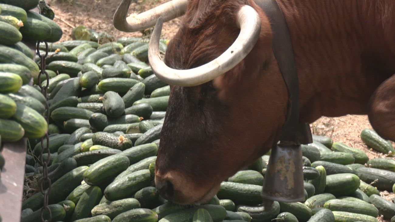Vacas 'ecológicas' en Villa del Prado