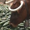 Vacas 'ecológicas' en Villa del Prado