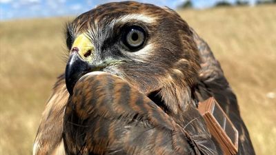 Grefa, el hospital de fauna salvaje más grande de Europa está en Madrid
