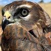 Grefa, el hospital de fauna salvaje más grande de Europa está en Madrid