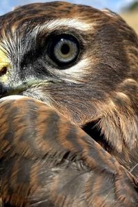 Grefa, el hospital de fauna salvaje más grande de Europa está en Madrid