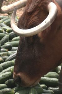 Vacas 'ecológicas' en Villa del Prado