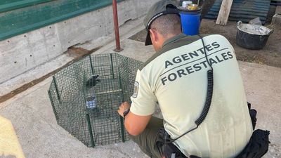 Denunciado por capturar ilegalmente varias urracas y utilizar una trampa no autorizada en Madrid