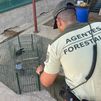 Agente forestal de Madrid junto a la trampa no autorizada utilizada para capturar urracas
