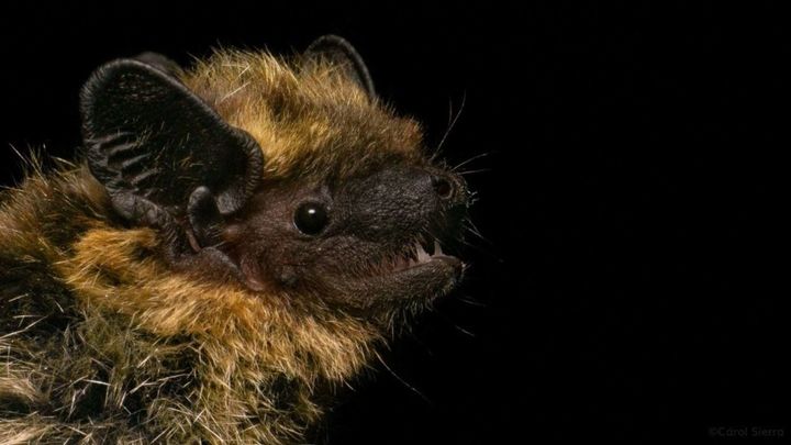 ¿Qué hace aquí? Localizan por primera vez un murciélago del norte en la península ibérica