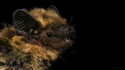 ¿Qué hace aquí? Localizan por primera vez un murciélago del norte en la península ibérica