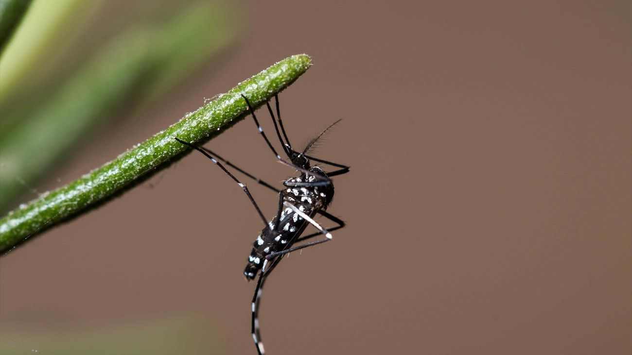 Imagen de un mosquito tigre