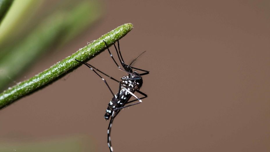 El mosquito tigre se extiende por España: estas son las zonas donde aumenta su presencia y cómo protegerse