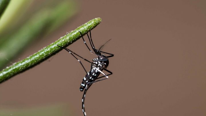 El mosquito tigre se extiende por España: estas son las zonas donde aumenta su presencia y cómo protegerse