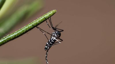 El mosquito tigre se extiende por España: estas son las zonas donde aumenta su presencia y cómo protegerse