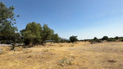 Moralzarzal reforestará la Dehesa Vieja con 250 fresnos cedidos gratuitamente por el IMIDRA