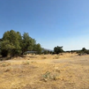 Moralzarzal reforestará la Dehesa Vieja con 250 fresnos cedidos gratuitamente por el IMIDRA