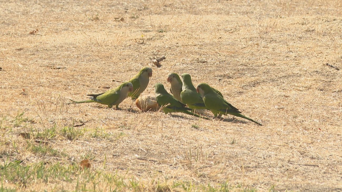 Cotorras  argentinas