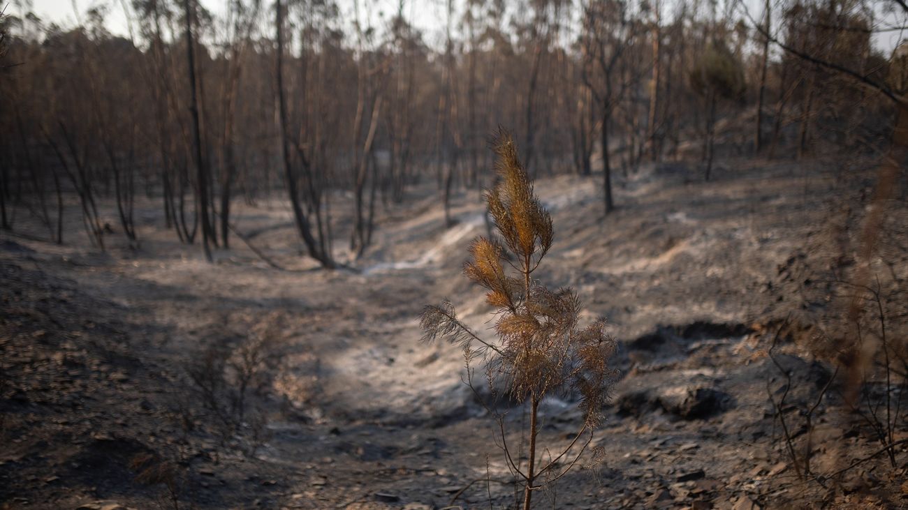 imagen de zona afectada por el incendio de Niebla (Huelva), a 10 de agosto de 2026