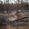 imagen de zona afectada por el incendio de Niebla (Huelva), a 10 de agosto de 2026