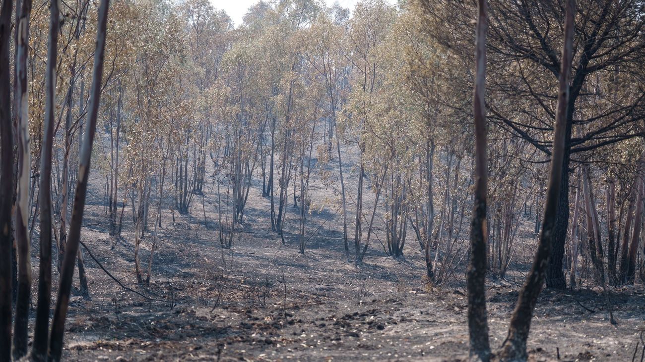 Sigue sin controlarse el incendio de Niebla (Huelva) con 25.000 hectáreas afectadas