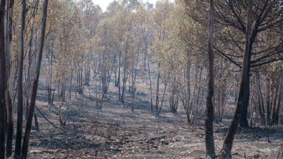Sigue sin controlarse el incendio de Niebla (Huelva) con 25.000 hectáreas afectadas