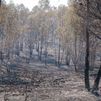 Sigue sin controlarse el incendio de Niebla (Huelva) con 25.000 hectáreas afectadas