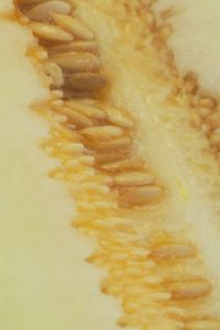 Melón: las variedades más sabrosas y sus beneficios
