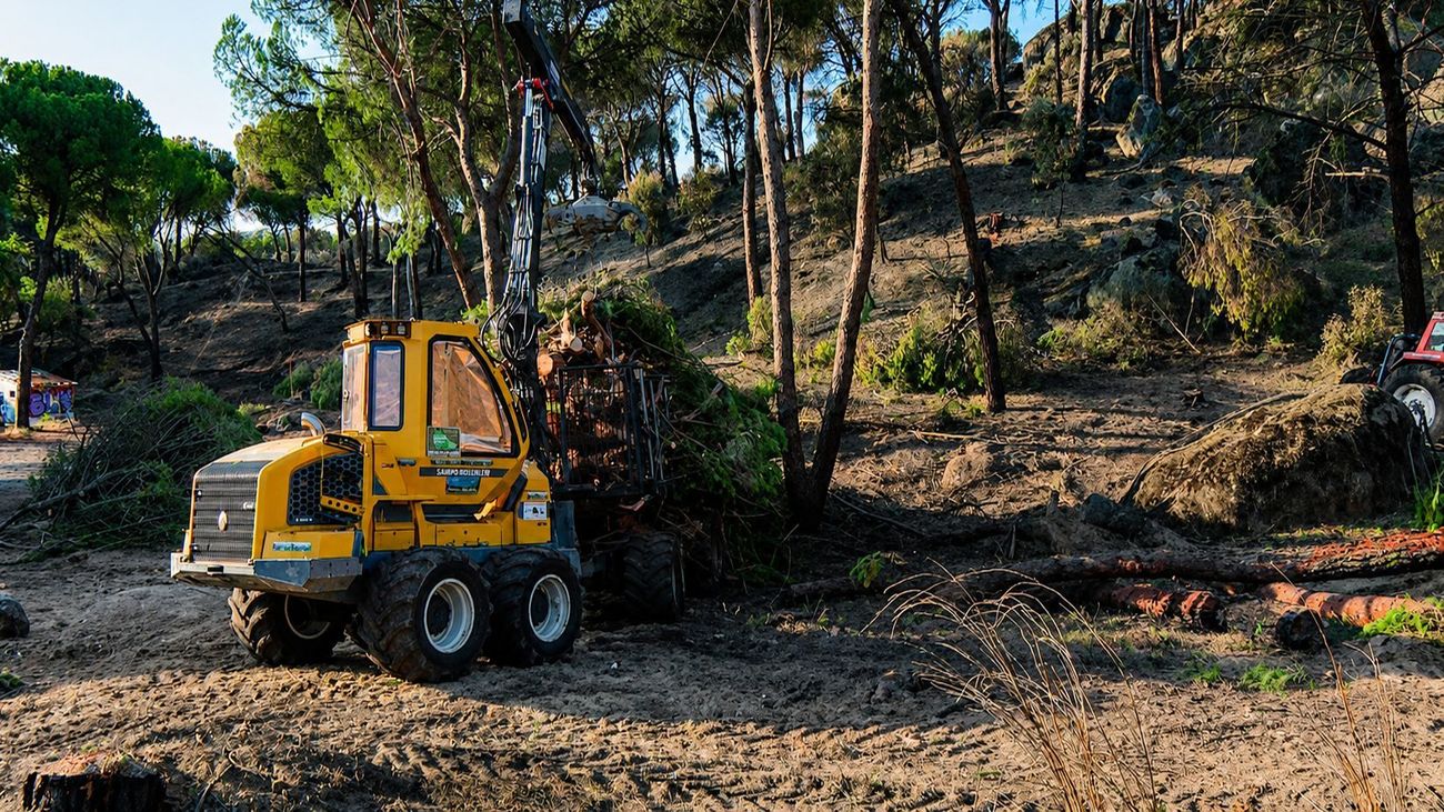 La Sierra Oeste comienza a retirar los árboles quemados tras el peor incendio de la historia de Madrid