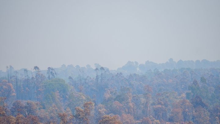 Incendio de Niebla (Huelva)
