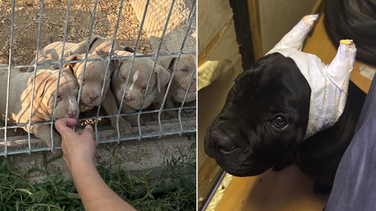 Detenidas 14 personas por amputar ilegalmente las orejas y el rabo a perros y falsificar documentos