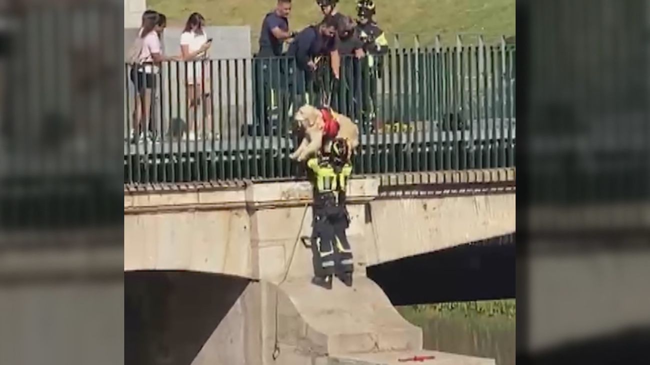 Los bomberos rescatan sano y salvo a un perro que cayó al río Manzanares