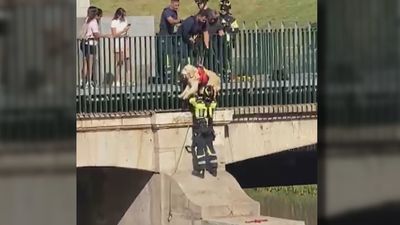 Los bomberos rescatan sano y salvo a un perro que cayó al río Manzanares