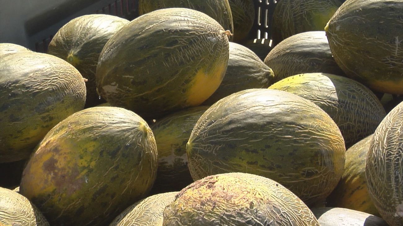 Villaconejos, en plena cosecha de su melón más famoso