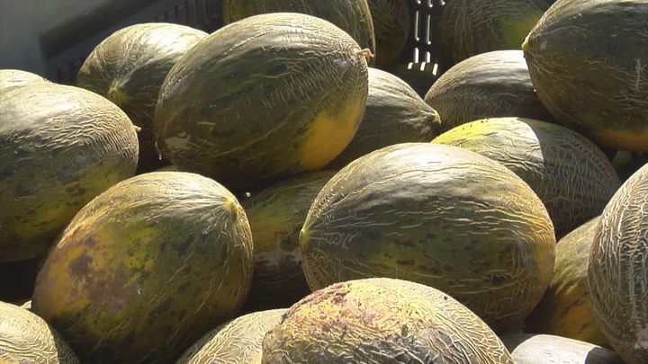 Villaconejos, en plena cosecha de su melón más famoso