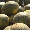 Villaconejos, en plena cosecha de su melón más famoso
