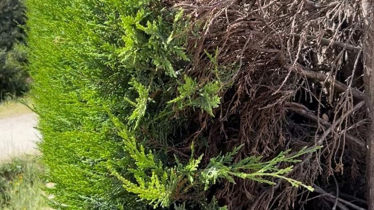 Las empresas de jardinería, a tope por la demanda para retirar arizónicas en Madrid
