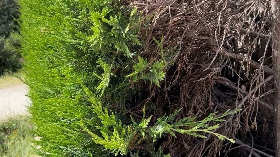 Las empresas de jardinería, a tope por la demanda para retirar arizónicas en Madrid