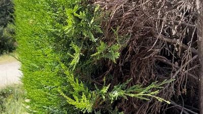Las empresas de jardinería, a tope por la demanda para retirar arizónicas en Madrid