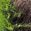 Las empresas de jardinería, a tope por la demanda para retirar arizónicas en Madrid