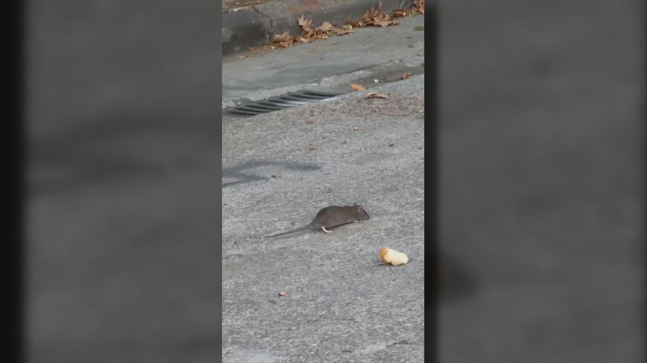 Los vecinos de Leganés Norte denuncian una plaga de ratas que "parecen conejos"