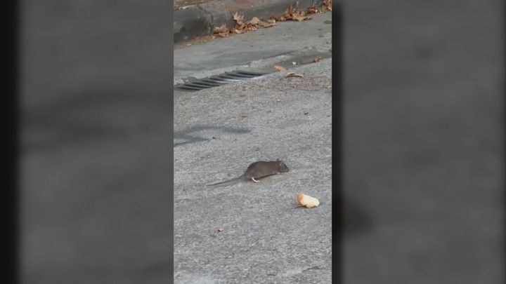 Los vecinos de Leganés Norte denuncian una plaga de ratas que "parecen conejos"