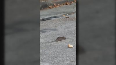 Los vecinos de Leganés Norte denuncian una plaga de ratas que "parecen conejos"