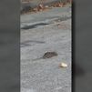 Los vecinos de Leganés Norte denuncian una plaga de ratas que "parecen conejos"