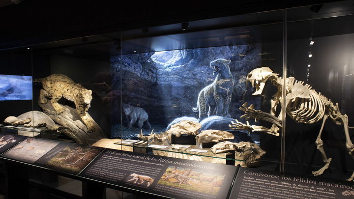 MARPA, Sala Paleontología