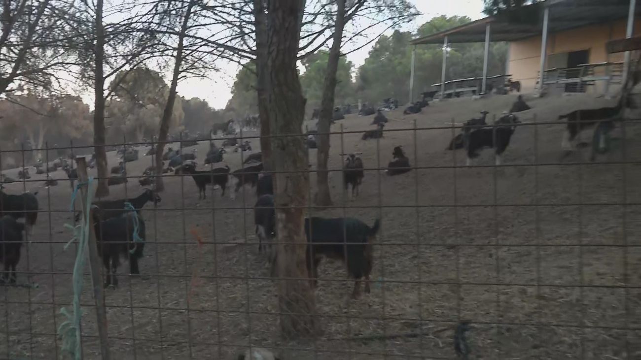El incendio sigue golpeando a los ganaderos de Chapinería: las cabras continúan muriendo un mes después