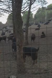 El incendio sigue golpeando a los ganaderos de Chapinería: las cabras continúan muriendo un mes después