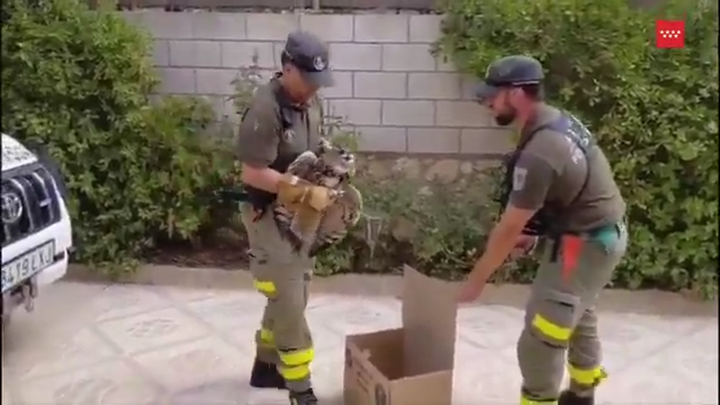 Rescatan a un búho real herido tras una posible colisión con un vehículo en Estremera