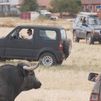 Los encierros por el campo vuelven a Valdeolmos-Alalpardo 30 años después