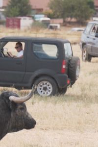 Los encierros por el campo vuelven a Valdeolmos-Alalpardo 30 años después
