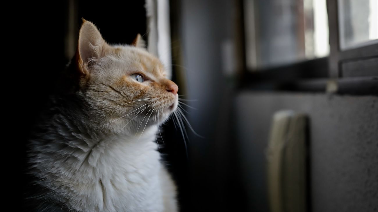Imagen de un gato mirando por la ventana