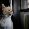 ¿Hasta dónde llegarías por tu mascota? Cuidado con la estafa de la 'mascota perdida'
